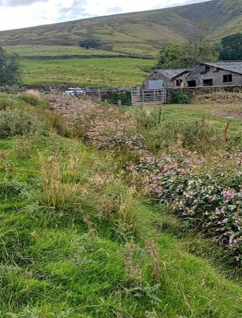 Growing Balsam