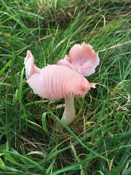 Waxcap